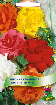 Бегония Лето в Петергофе (15шт) Поиск/10