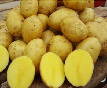 Картофель семенной "Галина" (среднеранний столовый желтый сорт) 2 кг (+/- 5%), цена за 2 кг.