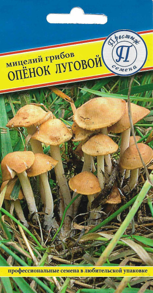 openok_lugovoi