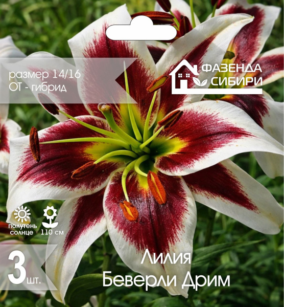 Лилия Беверли Дрим