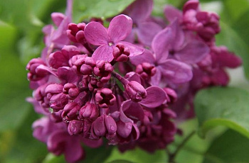  Сирень День Победы цена/ед кратно 8шт 