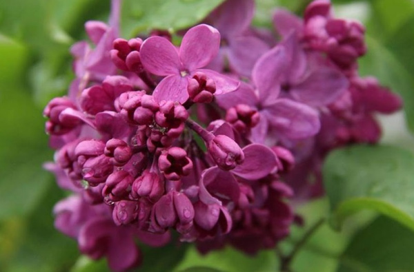 Сирень den-pobedy