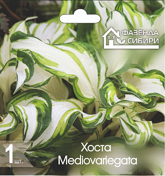  Хоста В ГОРШКЕ Медиовариегата/Mediovariegata Фазенда Сибири