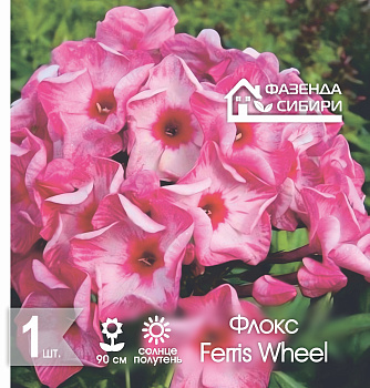  Флокс Феррис Вил/Ferris Wheel (1шт) Фазенда Сибири