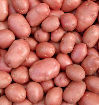 Картофель семенной "Беллароза" (раннеспелый столовый красный сорт) 2 кг (+/- 5%). цена за 2 кг.