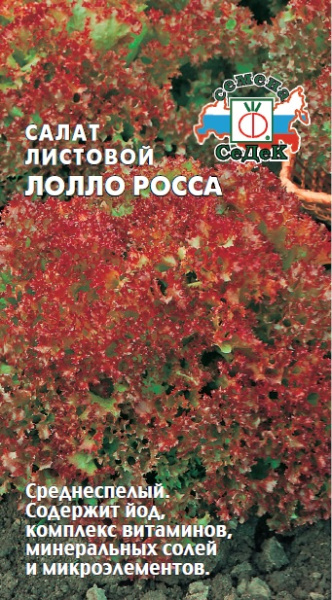 salat_lollo_rossa