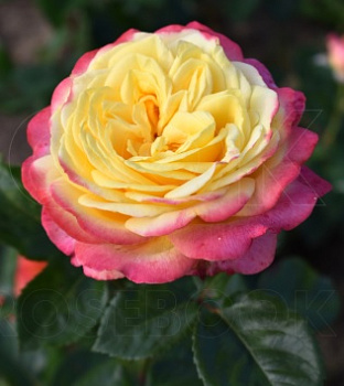  Роза Кордес Джубили (Чайно-гибридная) (1шт) в коробке