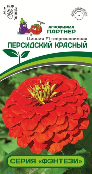 Цинния персидский красный