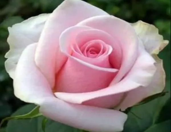 Роза Пинк Аваланж