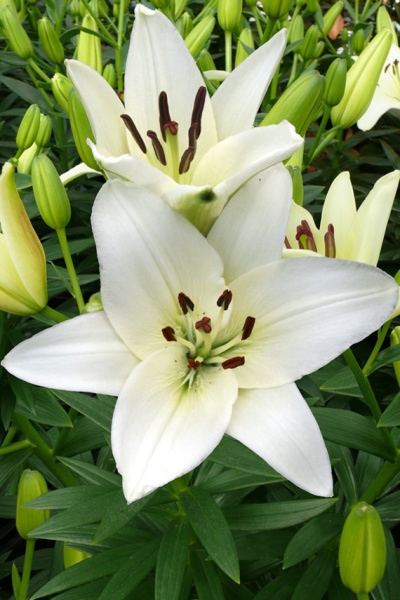 lilium-snowdon-2723