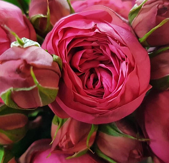  Роза Пинк Пиано (Чайно-гибридная) (1шт) в коробке