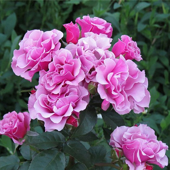  Роза Санта Барбара (Флорибунда) (1шт) в коробке