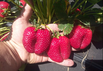 Клубника ремонтантная Кабрилло /кратно 64