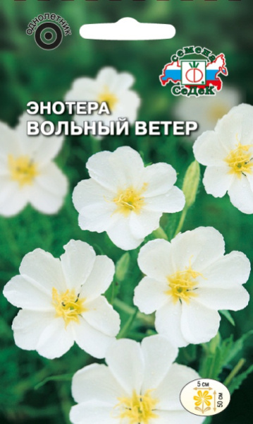enotera_volnyy_veter
