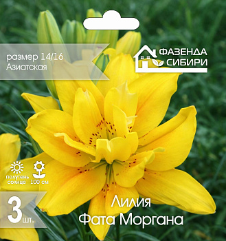  Лилия азиат. махр. Фата Моргана 14/16 (3шт) А-45 Фазенда Сибири