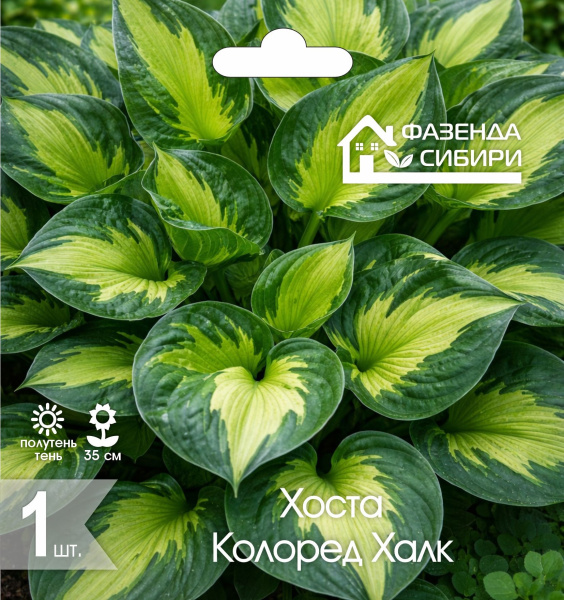 Хоста Колоред Халк