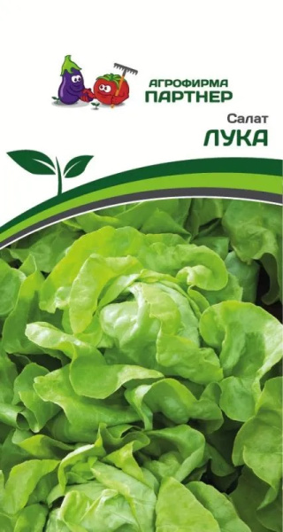 Салат лука