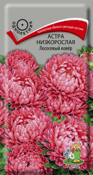 Астра низкорослая Лососевый ковёр