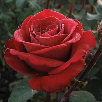  Роза Самурай (Чайно-гибридная) (1шт) в коробке