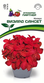 Колеус Визард Сансет (10шт) Партнер/10