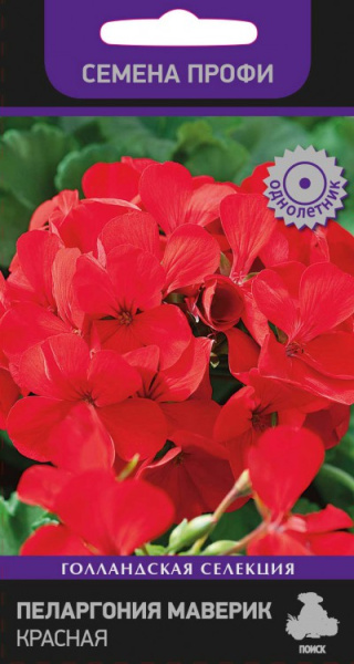 Пеларгония Маверик  Красная