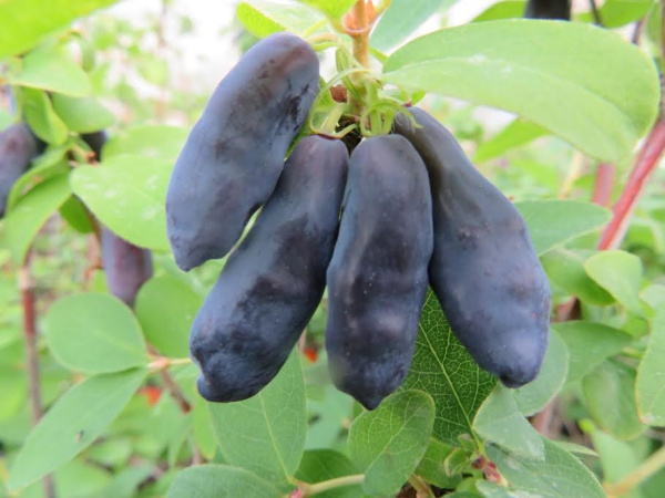 Жмолость блю банана