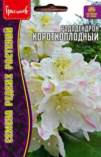 Рододендрон