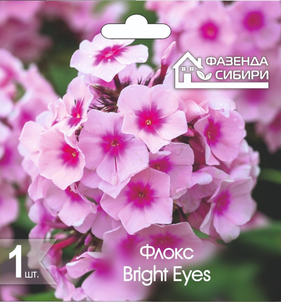 Флокс Bright Eyes