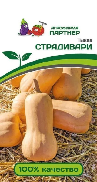 Тыква страдивари