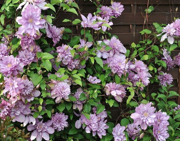 Клематис Proteus