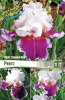 Iris germanica Ringo
