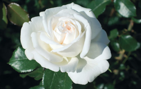 Роза Ломоносов