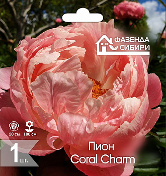 2 Пион В ГОРШКЕ Корал Шарм/Coral Charm Фазенда Сибири