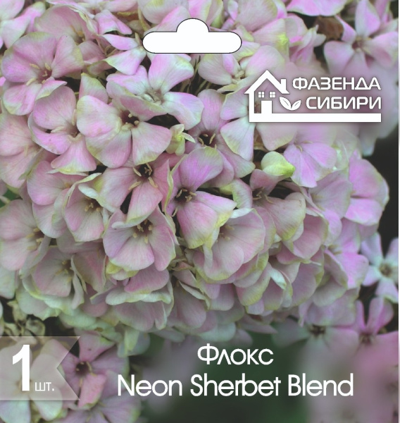 Флокс Phlox Neon Sherbet Blend
