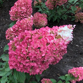  Гортензия метельчатая Строберри Блоссом/Strawberry Blossom цена/ед кратно 8шт 