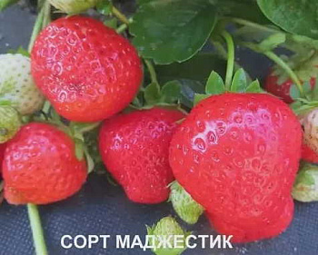 Клубника ремонтантная Маджестик /кратно 64