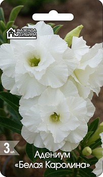 Адениум Белая Каролина (3шт) Фазенда Сибири/10