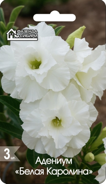 АДЕНИУМ Белая Каролина