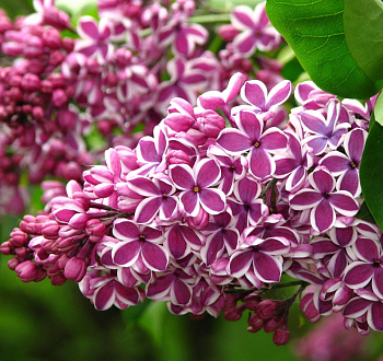  Сирень Сенсация цена/ед кратно 8шт 