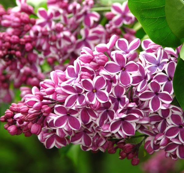 Сирень Сенсация