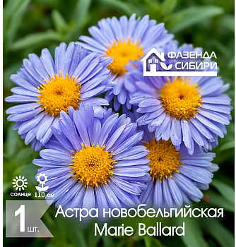  Астра В ГОРШКЕ новобельгийская Мари Боллард/Marie Ballard Фазенда Сибири