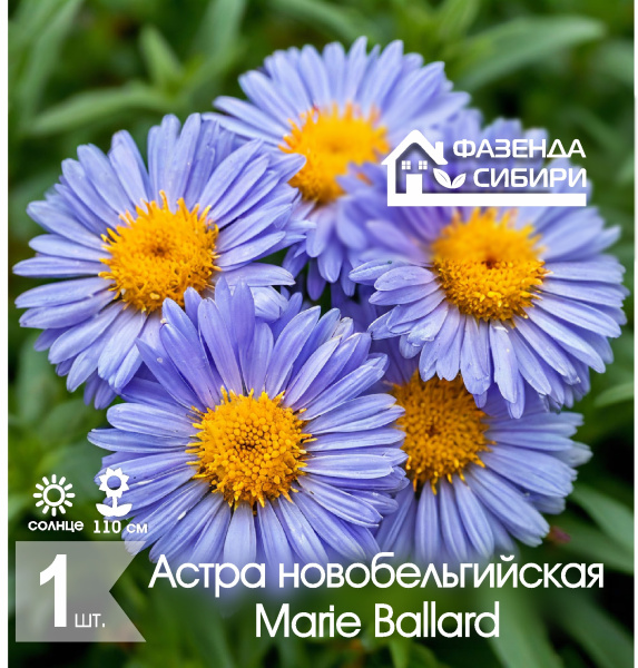 сАстра Marie Ballard