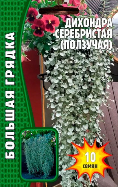 Дихондра