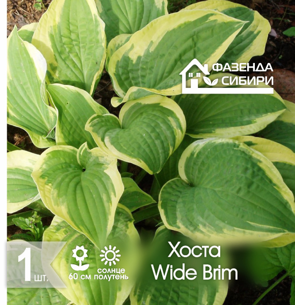 сХоста Wide Brim