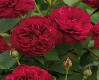  Роза Дарси Басселл (Английская) (1шт) в коробке