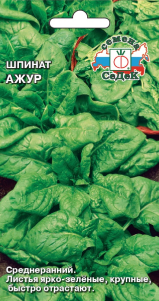 shpinat_azhur