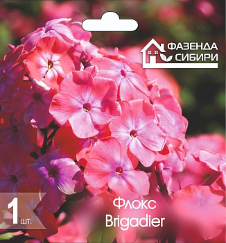  Флокс Бригадир/Brigadier (1шт) Фазенда Сибири