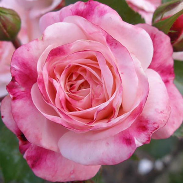 Роза Розенштадт Фрайзинг