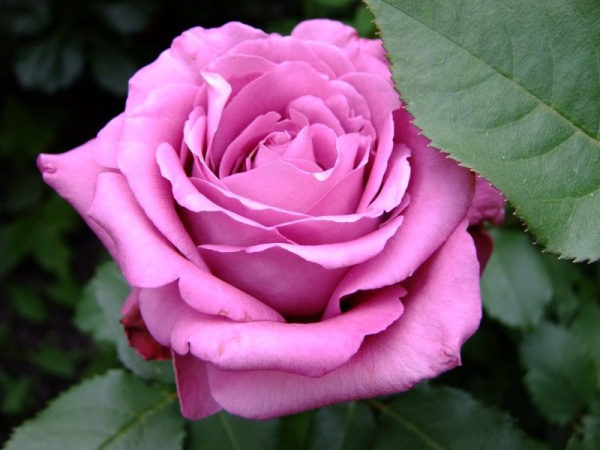 Роза Клод Брассер