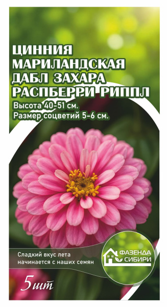 Цинния мариландская Double Zahara   Rasberry Ripple